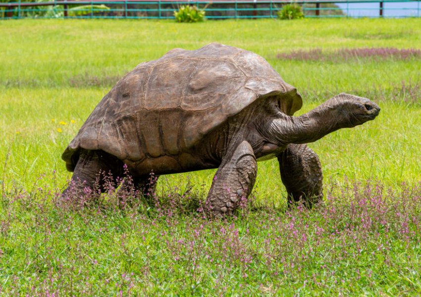 Plot 190 vjeç, ja cila është breshka më e vjetër në botë