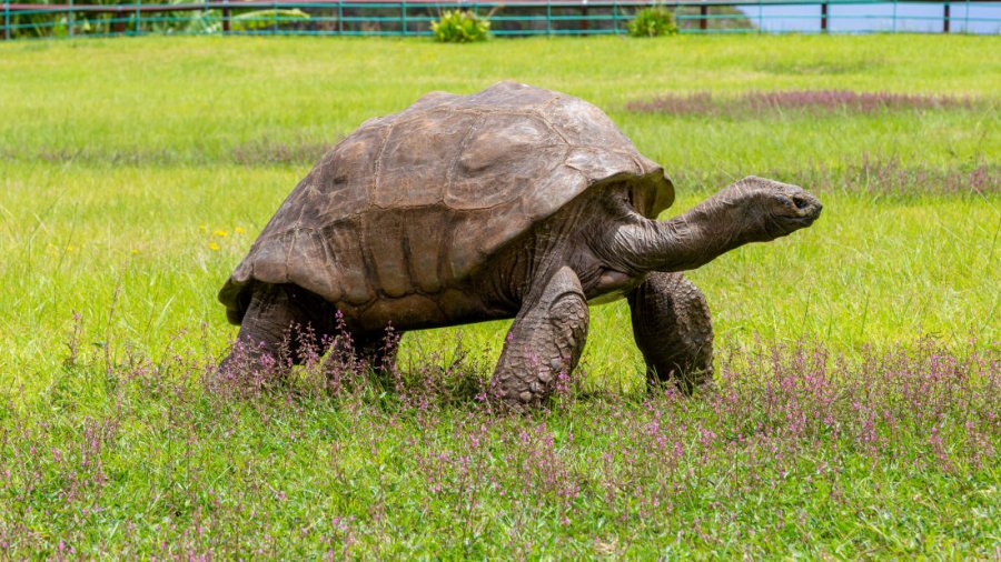 Plot 190 vjeç, ja cila është breshka më e vjetër në botë