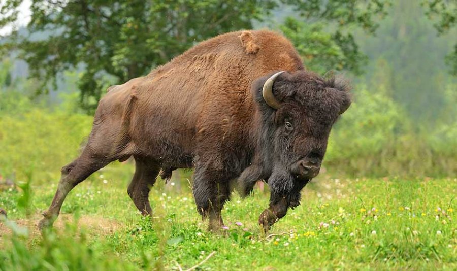 VIDEO/ Pas fëmijës, bizoni i turret një tjetër vizitori në Parkun Kombëtar Yellowstone