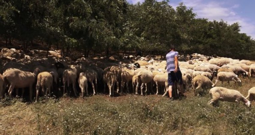 “Delet janë jeta ime”, 53-vjeçari që kujdeset për 1600 dele