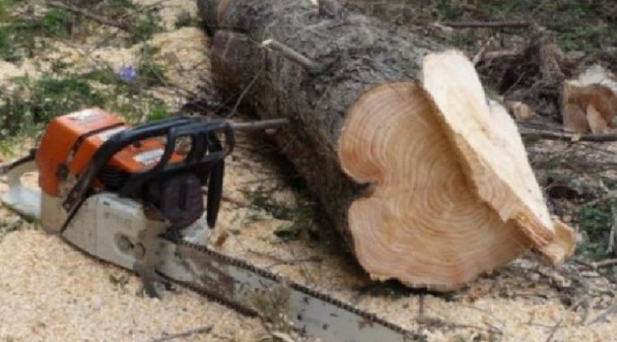 Po priste dru në mal, i bie trungu i pemës në kokë, ndërron jetë 48-vjeçari në Shkodër