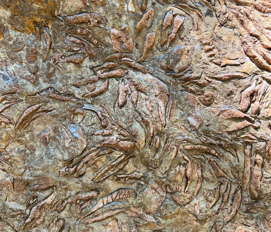 FOTO/ Fosilet detare mijëravjeçare në malet e Pogradecit, një thesar