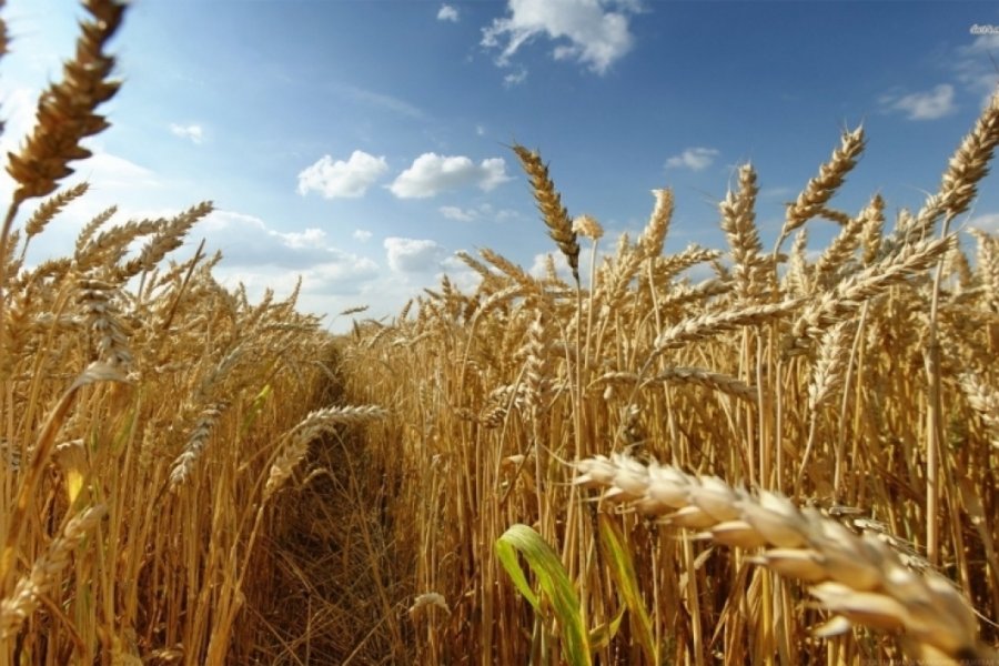 Rusia planifikon të shesë grurin e Ukrainës në Lindjen e Mesme
