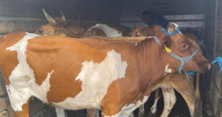 Policia e Kosovës konfiskon 57 dele e 6 lopë, ishin pa dokumente