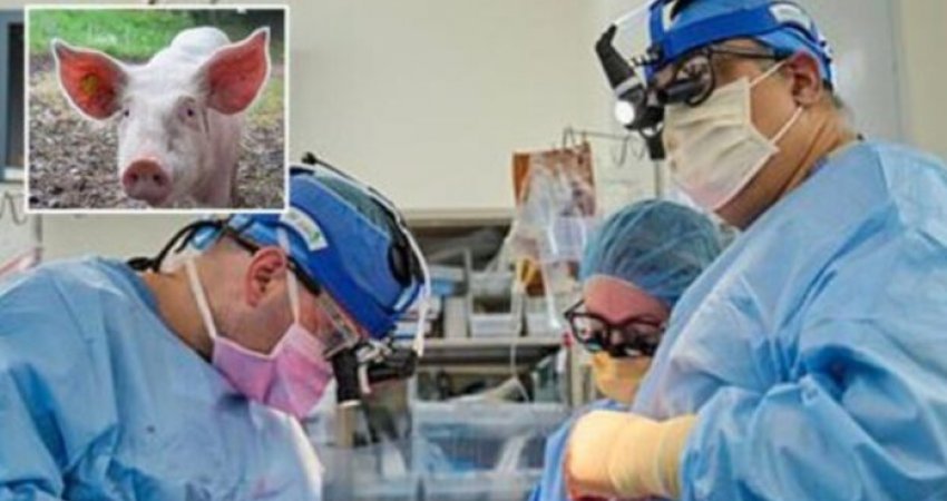 Zemër derri te njeriu, dy pacientë e kalojnë me sukses transplantin