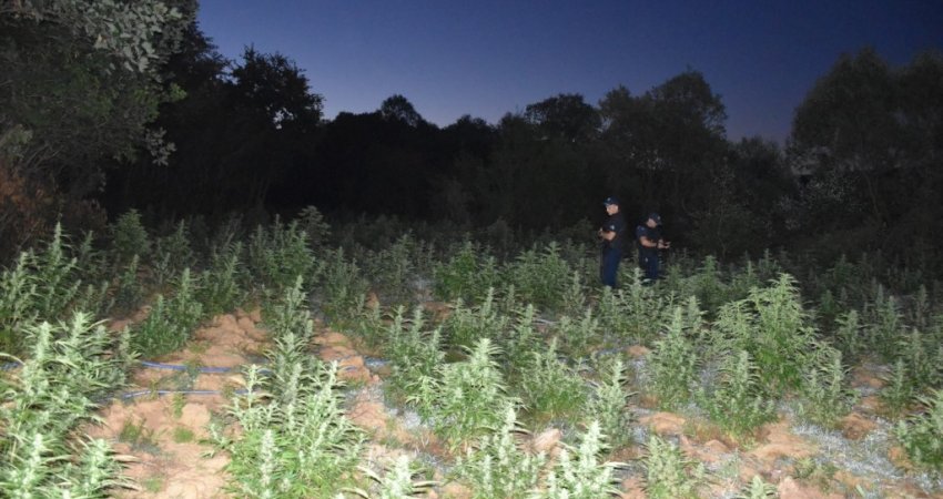 Arrestohet një person në Malishevë, i gjenden katër mijë bimë të llojit kanabis
