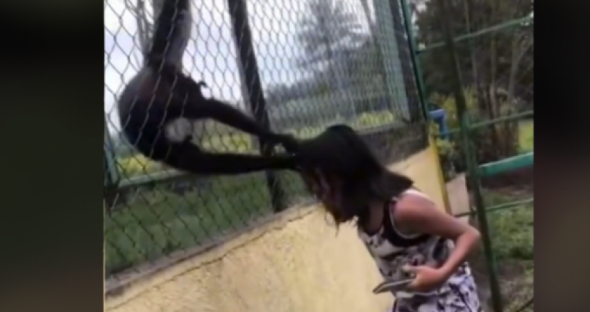 Momenti kur vajza kapet për flokësh nga dy majmunë në një kopsht zologjik