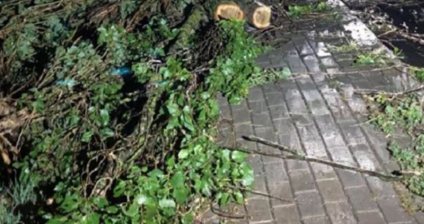 Lirohen për qarkullim dy rrugë në Ferizaj, u bllokuan nga rrëzimi i drunjve