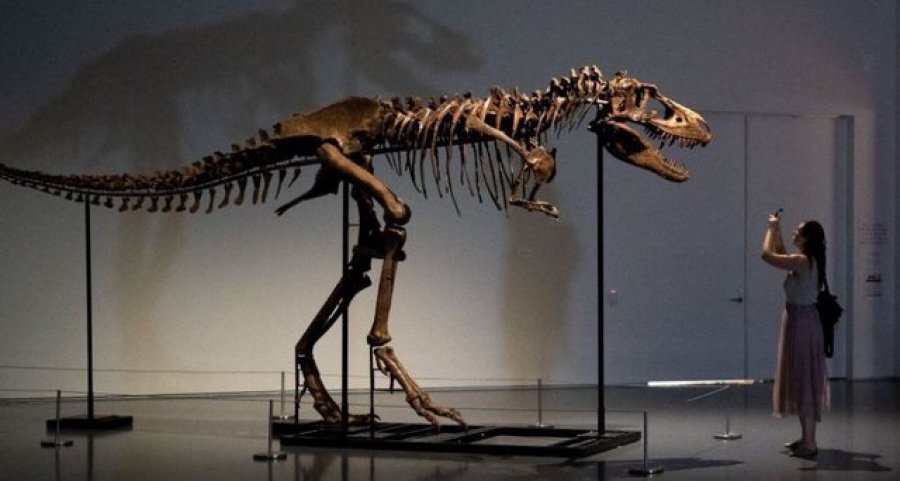 ‘Një nga fosilet më të shtrenjtë’, shitet për 6 milonë dollarë skeleti i dinosaurit 70 milion vjeçar