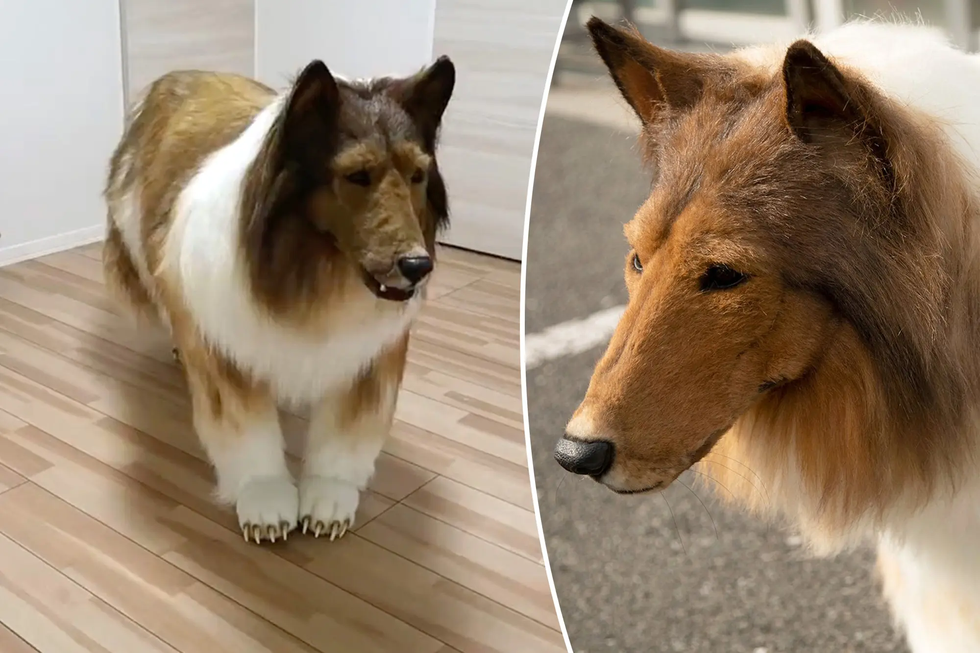 E çuditshme, por e vërtetë, shpenzon 15 mijë euro për t’u bërë si 'Lassie'