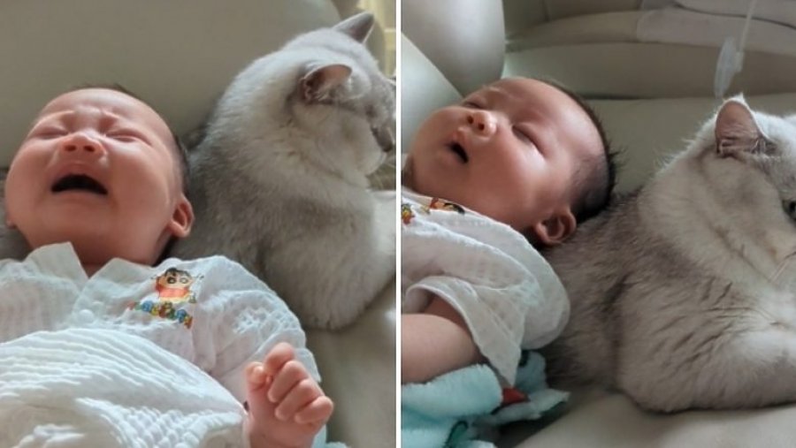 VIDEO/ Foshnja nuk pushon së qari kur e ëma e mban në duar, qetësohet pasi mbështet në shpinën e maces