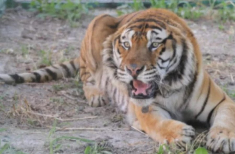 FOTO/ Tigri nuk ka dhëmbë, habiten vizitorët e kopshtit zoologjik në Tiranë