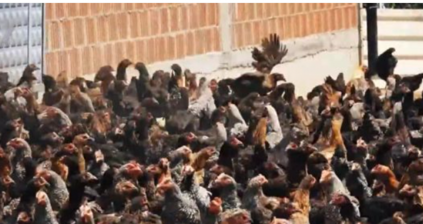 Ky është 51-vjeçari nga Podujeva që i ka 6000 pula