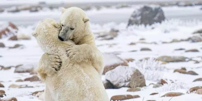 Zbulohet në Grenlandë një koloni e re e arinjve polarë, më të izoluarit në planet