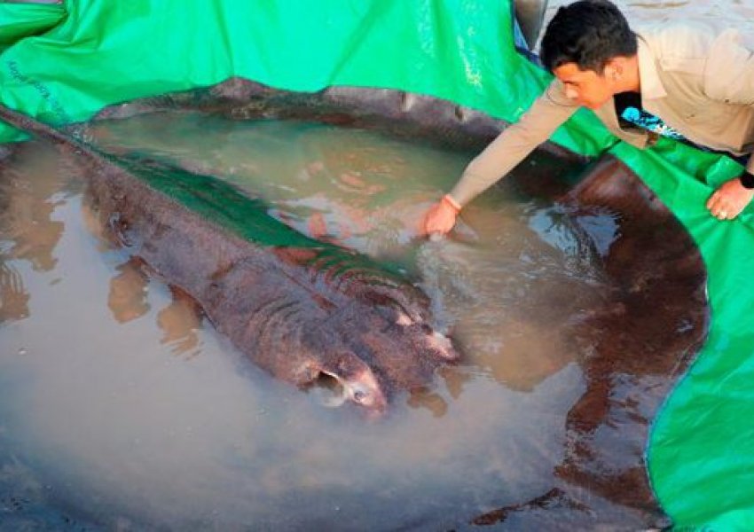 Kamboxhia, kapet peshku më i madh në botë i ujërave të ëmbla