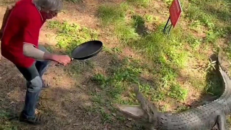 VIDEO/ Beteja e çuditshme, i moshuari me tigan në dorë kundër krokodilit