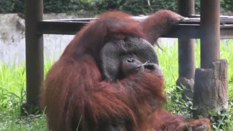 VIDEO nga Vietnam/ Orangutani shijon një cigare para vizitorëve në një kopsht zoologjik 