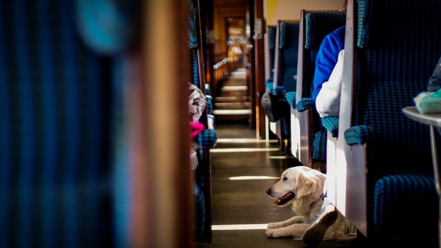 Italia e bën shumë më të lehtë, udhëtimin me qen në transportin publik
