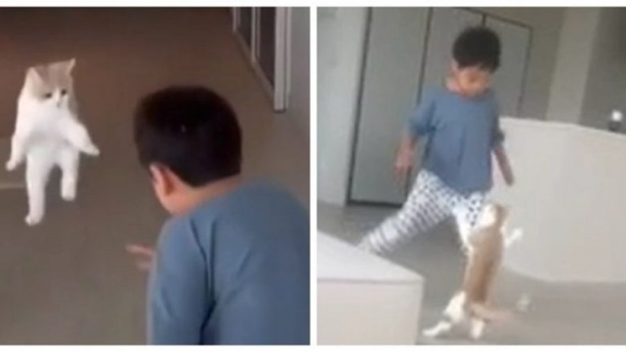 Videoja e maces që përpiqet të trembë djalin ka bërë mijëra njerëz të qeshin në rrjetet sociale