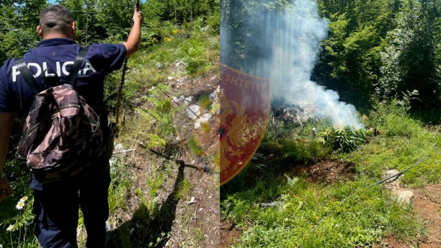Policia në Shkodër zbulon kanabis, por autorët zhduken nëpër pyje