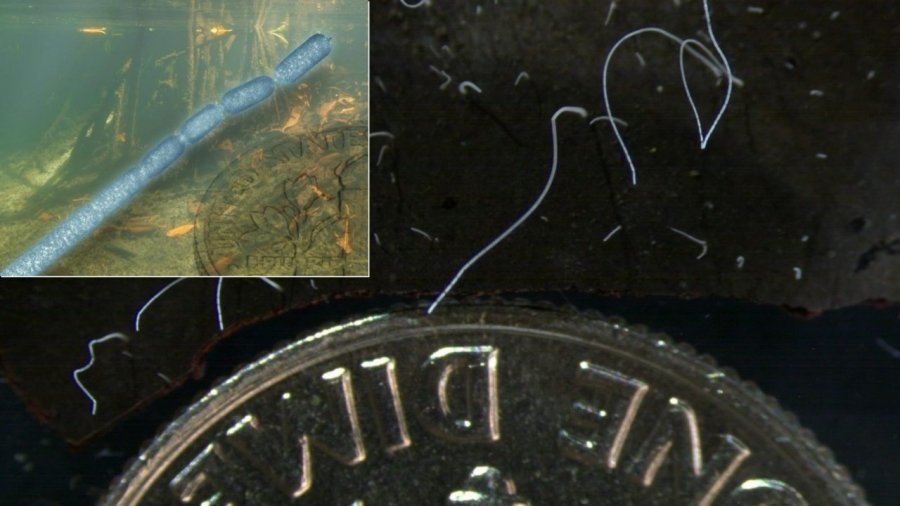 Zbulohet bakteri gjigant, aq i madh sa mund të shikohet me sy të lirë