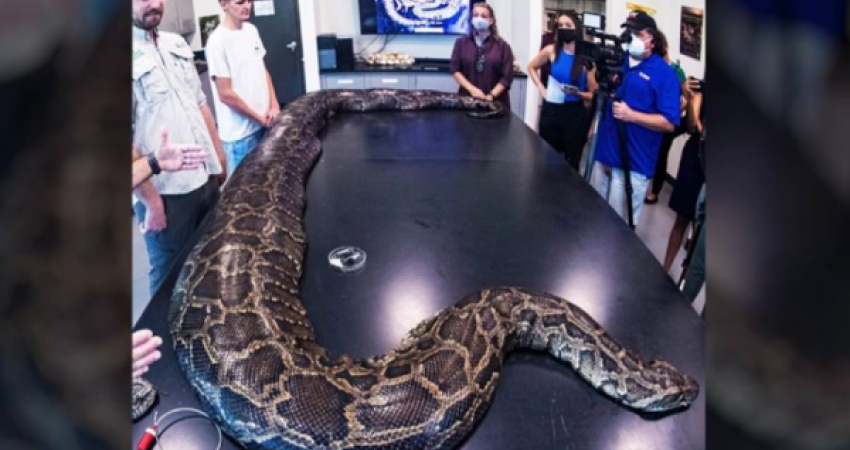 Biologët e gjejnë pitonin gjigant në Florida, 5.5 metra i gjatë
