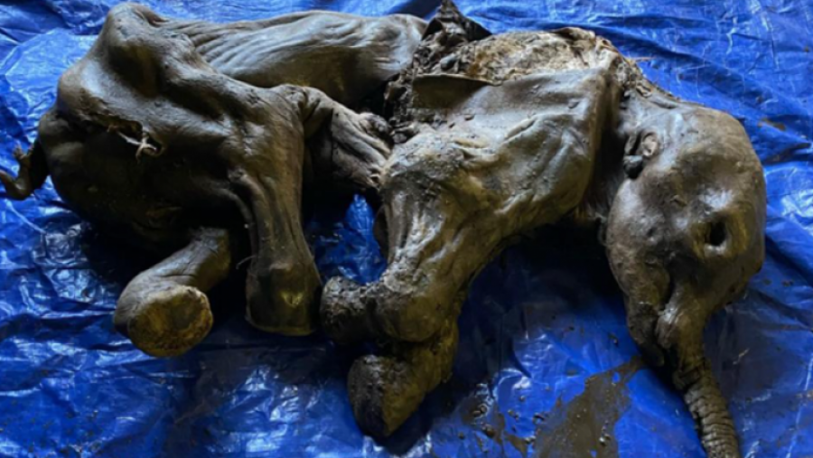 Kanada/ Zbulohet trupi i mumifikuar i një mamuthi të vogël 