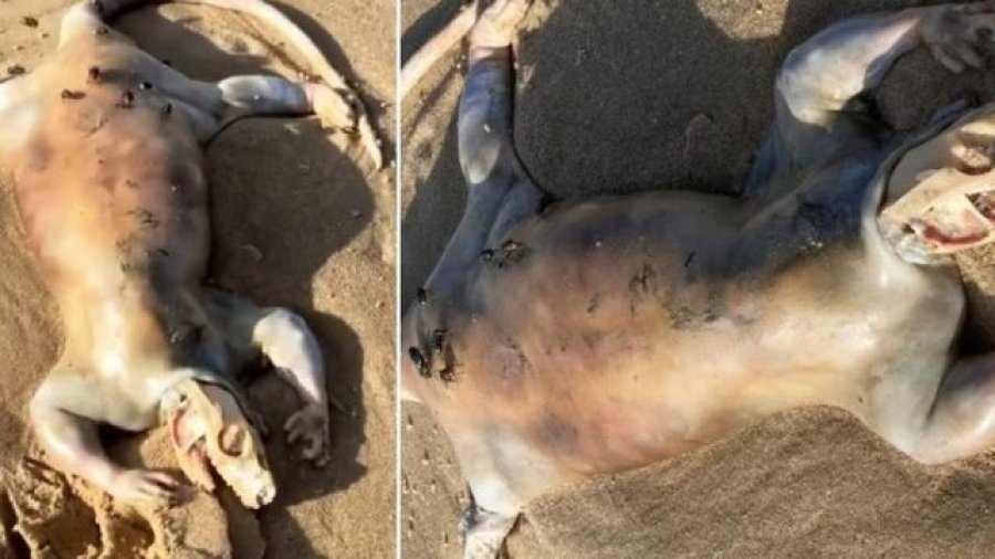 FOTO/ Një krijesë rrëqethëse e ngjashme me alienët gjendet në plazhin australian