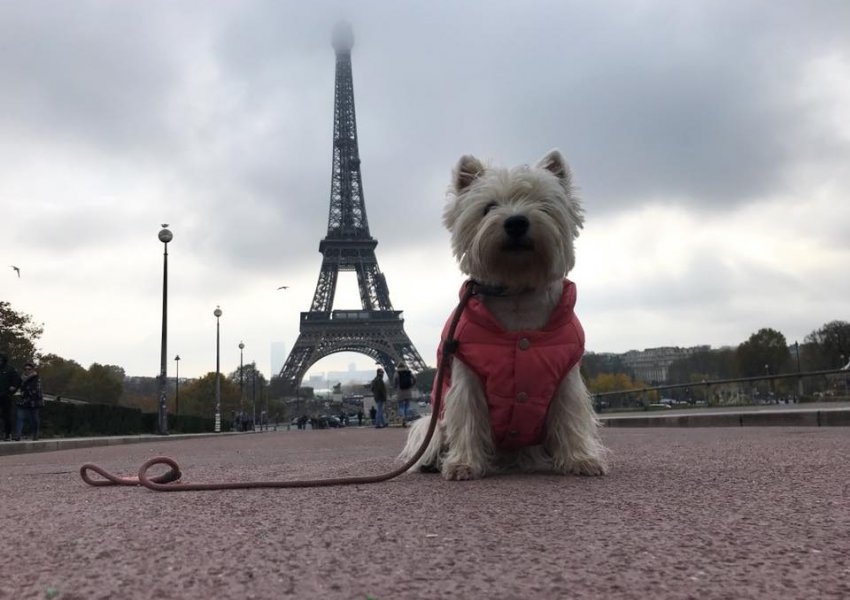 Në Francë, 750 euro gjobë për ata që nuk pastrojnë jashtëqitjet e qenit nga vendet publike