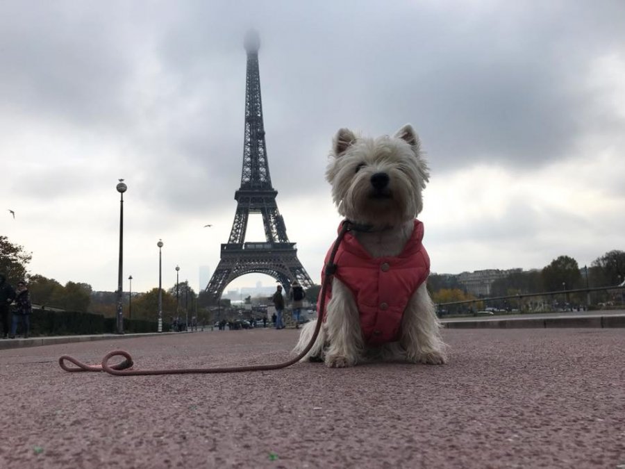 Në Francë, 750 euro gjobë për ata që nuk pastrojnë jashtëqitjet e qenit nga vendet publike
