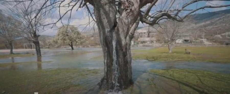 Pse uji rrjedh nga një pemë në Mal të Zi