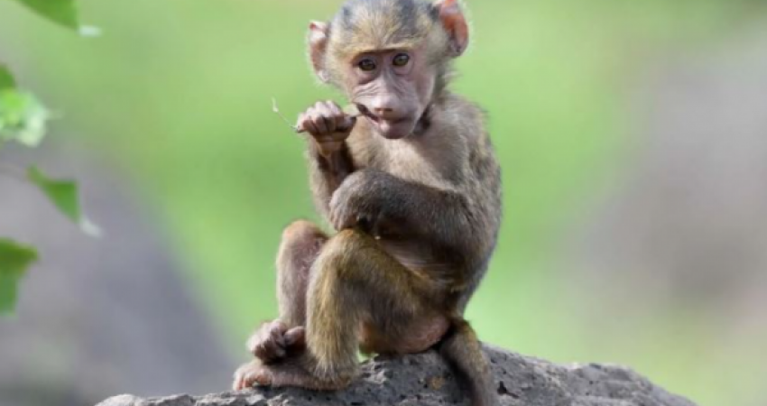 Lija e majmunëve: 80 raste të konfirmuara në 11 vende