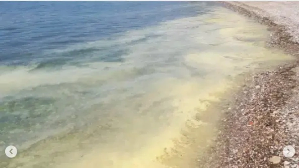Greqi/ Zverdhet deti, çfarë po ndodh në plazhet e Patras?