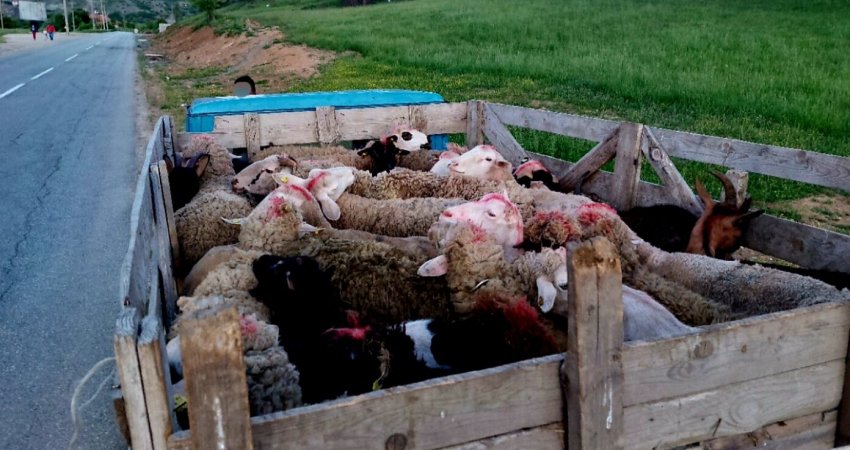 Policia në dy raste të ndara, parandalon kontrabandën me 100 krerë dele