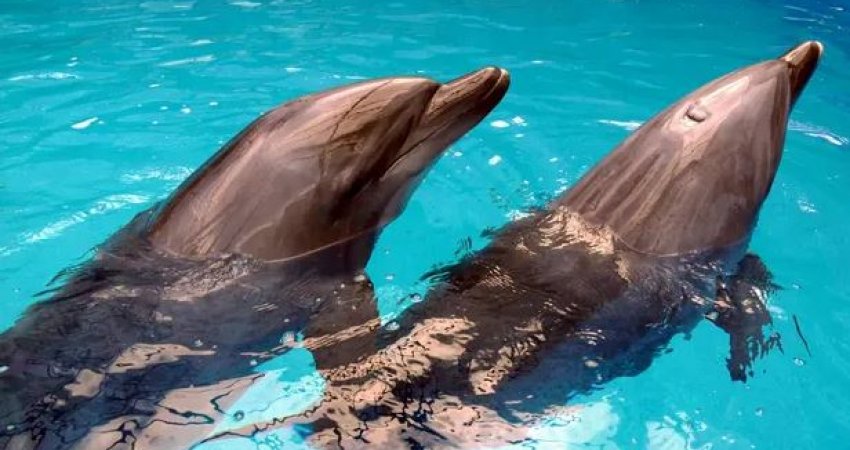 Delfinët mund ta njohin njëri-tjetrin përmes shijes së urinës