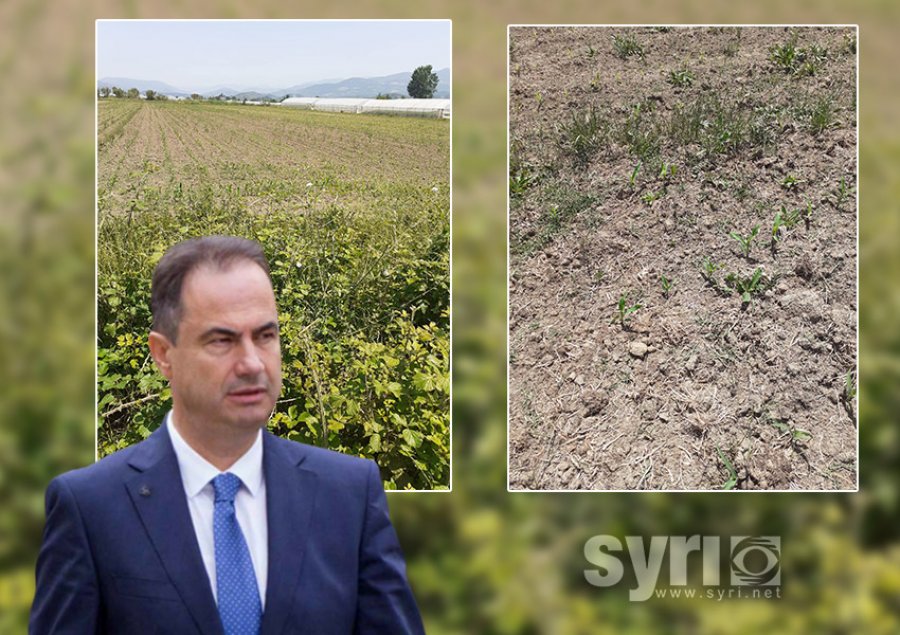 Bashkia nuk u lëshon ujin për vaditje, Boçi: ‘Digjen’ 70 ha me misër në Shirgjan të Elbasanit