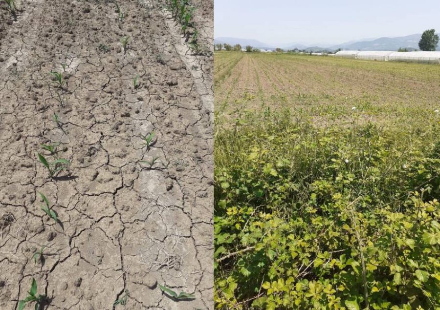 ‘Paaftësi dhe abuzim’/ Boçi: 70 ha me misër digjen sepse bashkia nuk i lëshon ujin fermerëve