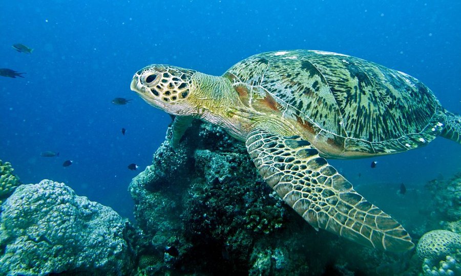 Gjendet e ngordhur breshka e rrallë detare