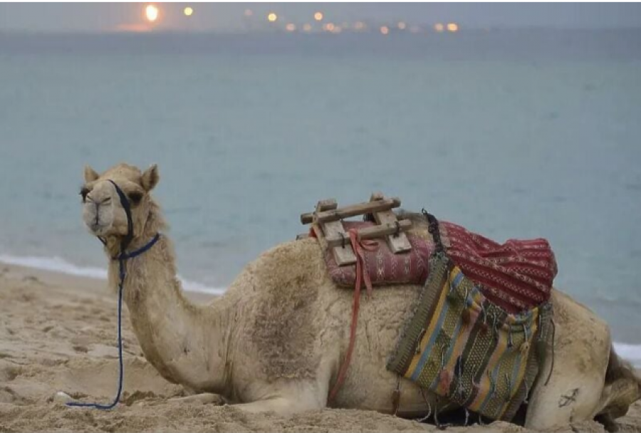 Tifozët në Kupën e Botës duhet të qëndrojnë larg nga devetë: Ato janë më të rrezikshme se korona