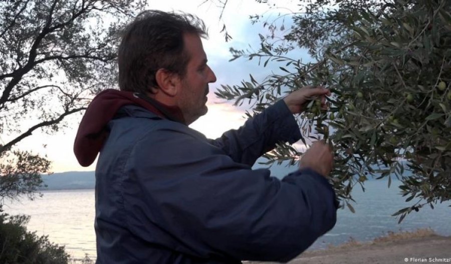 Ndryshimi i klimës rrezikon ullinjtë në Greqi