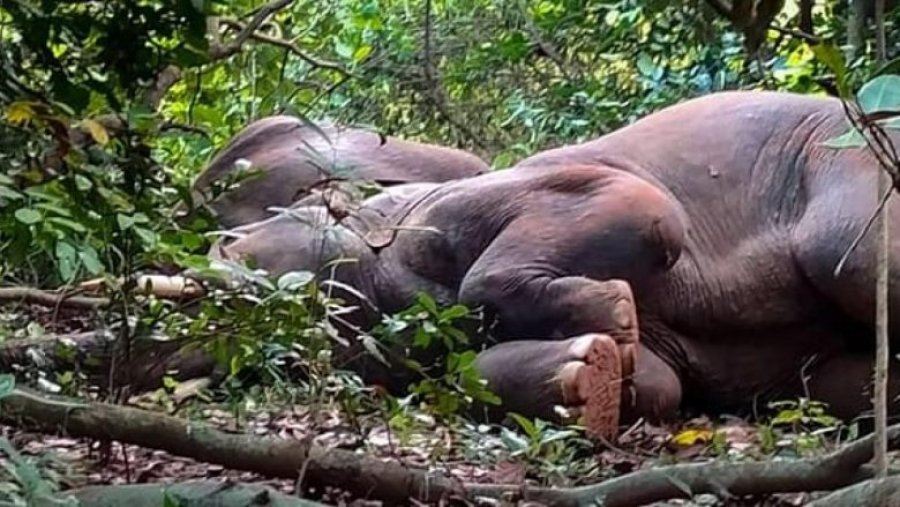 VIDEO/ Elefantët bëhen 'tapë' në Indi