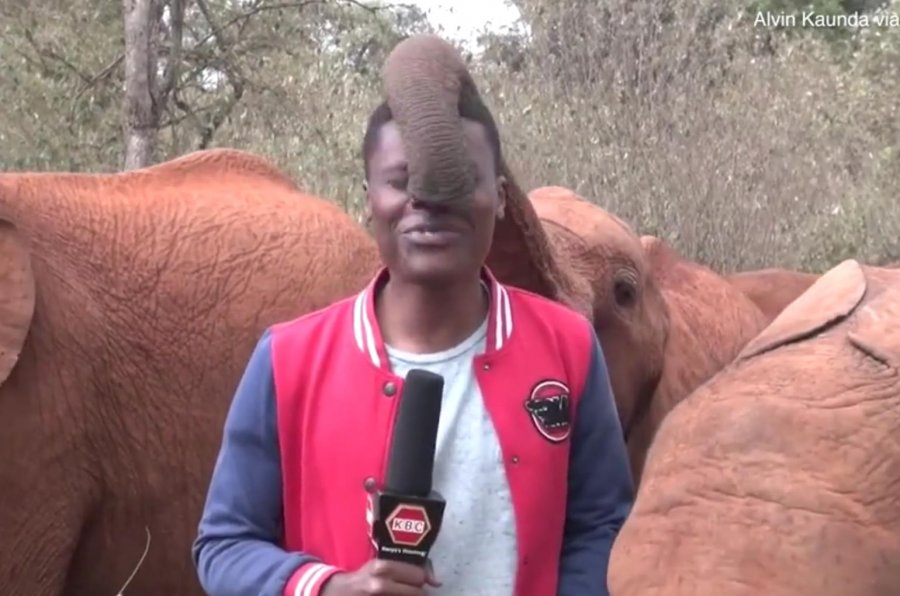 VIDEO/ Gazetari ishte live, elefanti e gudulis në hundë