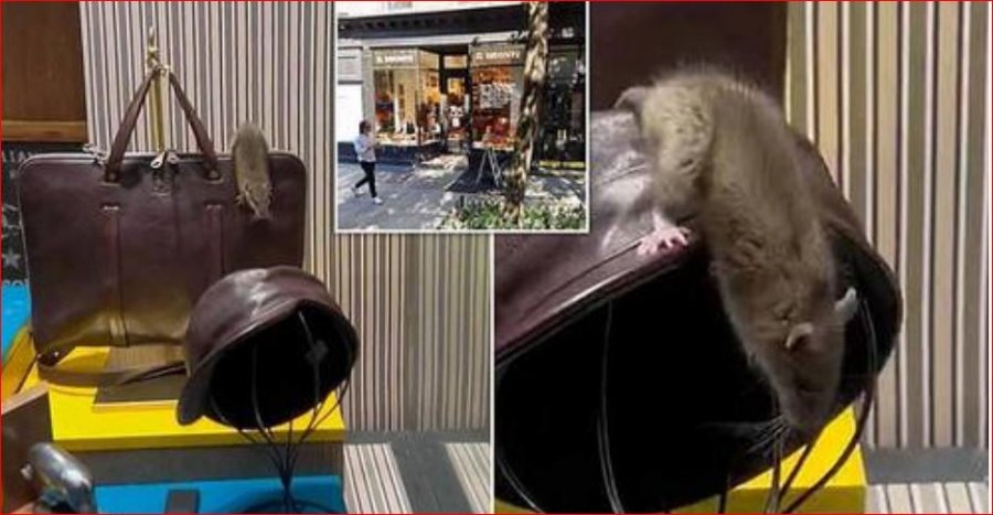 Video/ Virale, miu gjigant kërcen në çantën e lëkurës $1,000 në vitrinën e luksit në New York 