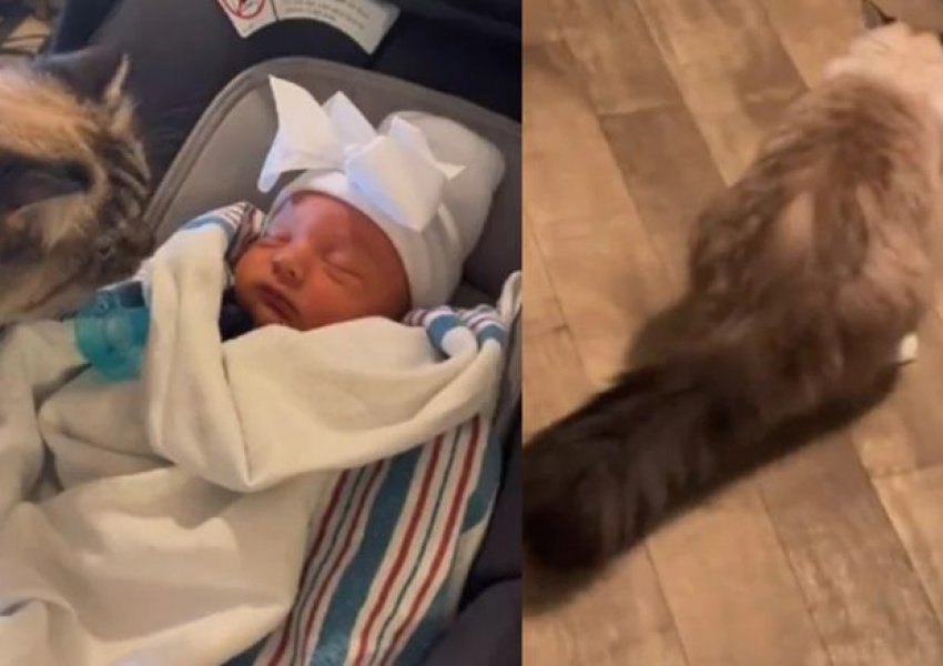 Takimi i parë me bebin: Reagimi dramatik i maces bëhet viral në TikTok