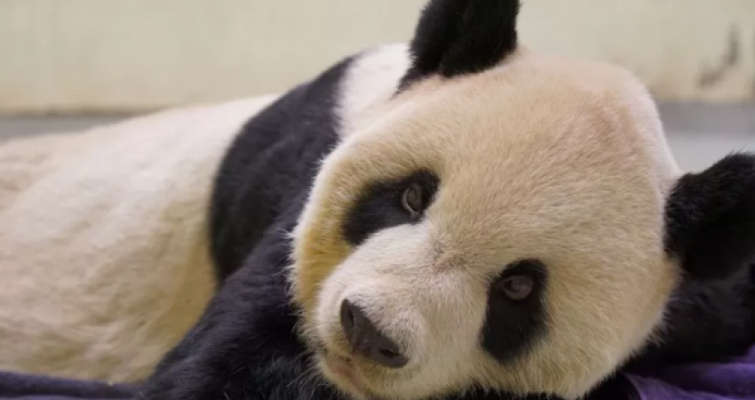 Ngordh panda gjigante në Tajvan