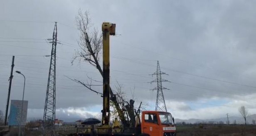 VIDEO/ Pemët e kalbura rrezikojnë të bien, nis prerja e tyre në dalje të Korçës