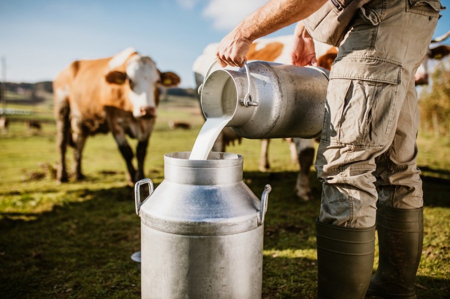 Mungesa e qumështit e shtrenjton deri në 30% bulmetin