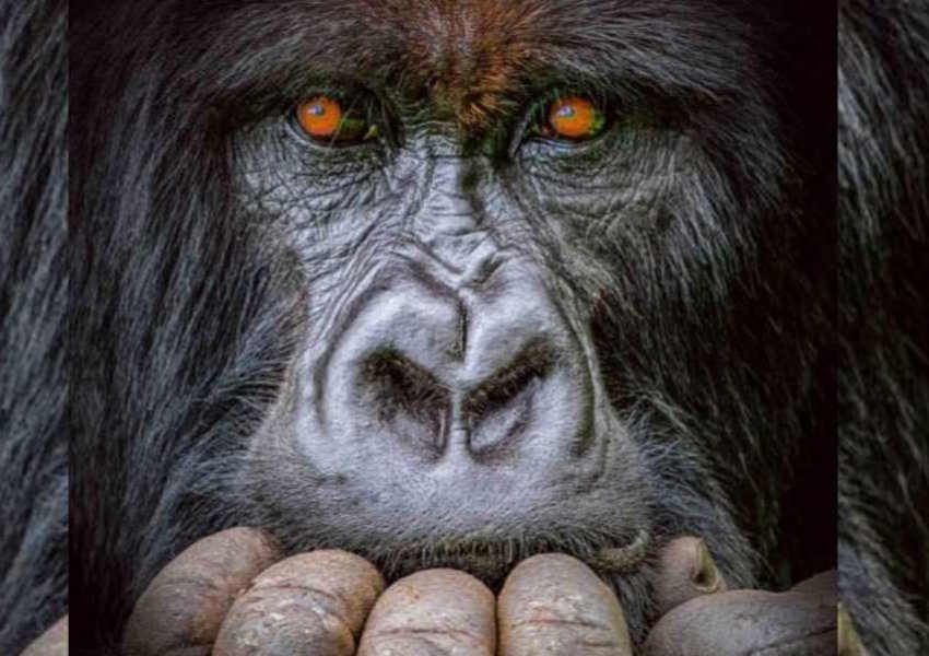 Fotoja mahnitëse e gorillës së zhytur në mendim merr 'Çmimin e Madh'