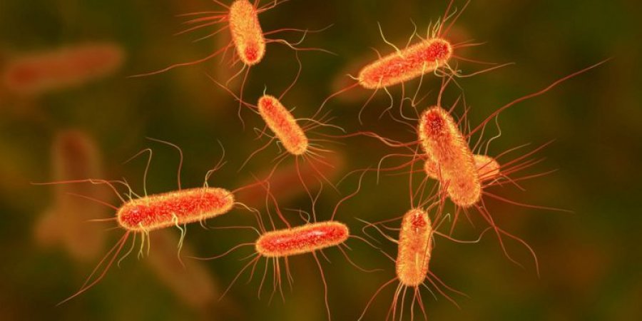 Studim/ Pesë bakteret më vdekjeprurëse në botë, simptomat