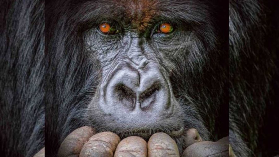 Fotoja mahnitëse e gorillës së zhytur në mendim merr 'Çmimin e Madh'